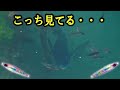 堤防に秋探しに行ったら・・・大漁だった！【ビックバッカー】