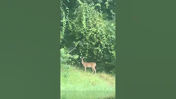My Mid 13 Mile Run Buddy 