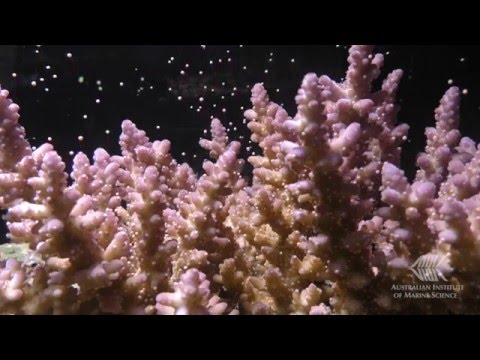 Coral spawning in the National Sea Simulator in 2015