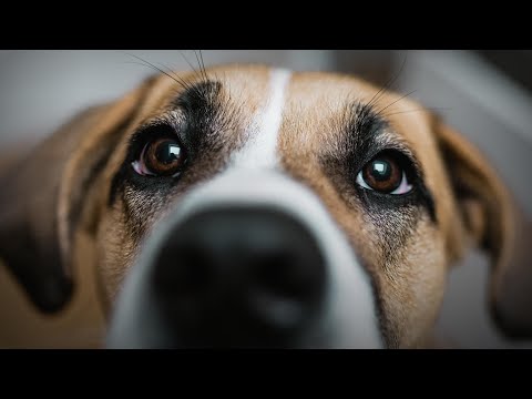 Why All Dogs Are Good Dogs | Alexandra Horowitz | TED