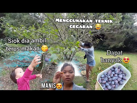 Video: Pai Perancis Dengan Plum