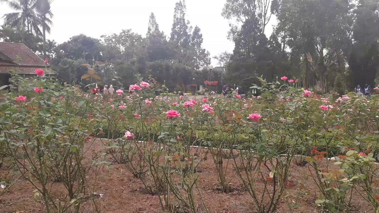  Taman  Mawar di Taman  Bunga  Nusantara Rose  Garden YouTube