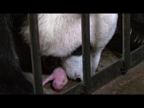 Video: Pet Scoop: Man wordt wakker en likt zijn voeten, Giant Panda geeft geboorte aan tweeling