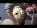 Watch What Happens When Your Roommate Is An Alpaca (Part 1) | Kritter Klub