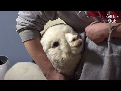 Video: Tôi làm việc với động vật: Cuộc sống của tôi với Alpacas