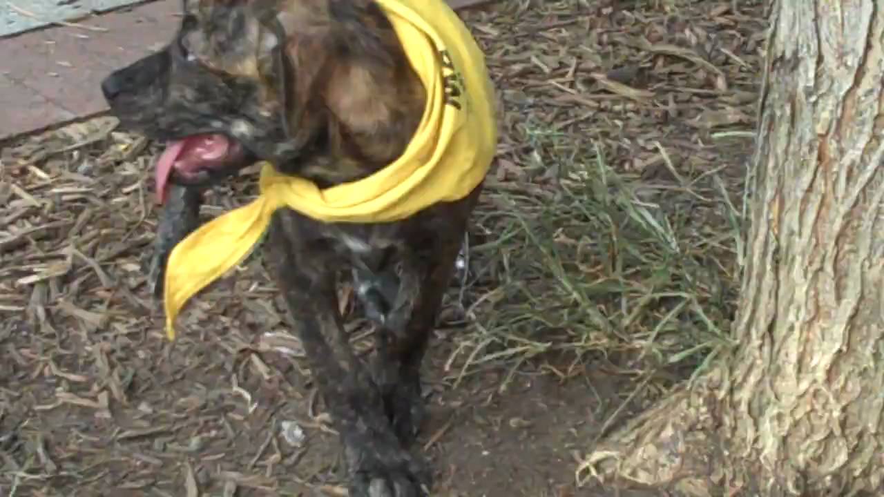 Lucky Dog Animal Rescue's Odie YouTube