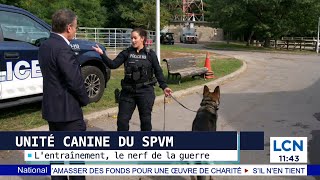 Unité canine du SPVM: plongezvous dans l'univers de l'escouade