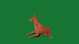Pharaoh Hound Dog by Nyilonelycompany 58 views 3 weeks ago 51 seconds