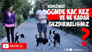 Köpeğinizi Günde Kaç Kez Ve Ne Kadar Gezdirmelisiniz