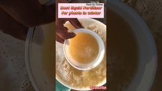 How To Use Mustard Cake Fertilizer Best Fertilizer For Winters