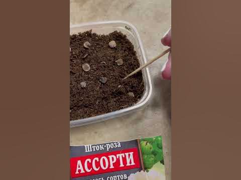 Посадка шток розы из семян #штокроза#выращиваниеизсемчн#штокроза# ...