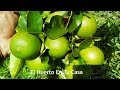 COMO TENER UN LIMONERO EN 3 MESES CON FRUTOS (lemon plant)