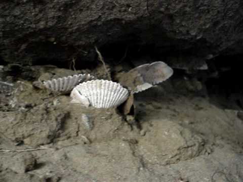Shell Midden Discovery 5.0