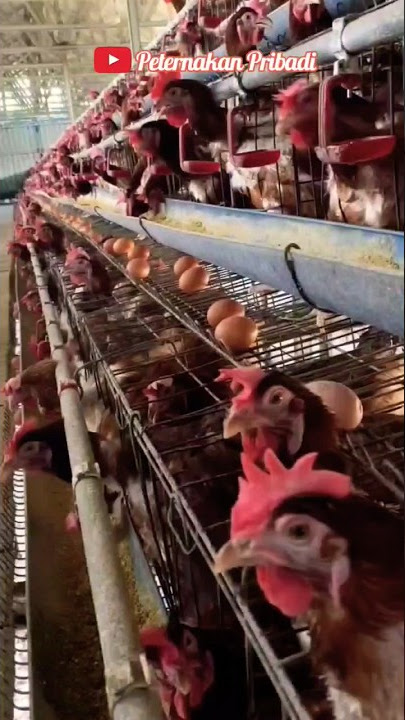 Ayam petelur bisa bertelur secara produktif berapa lama? #peternakanpribadi #sort #ayampetelur