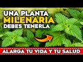 Esta Hierba ALARGA TU VIDA y tu SALUD!! Beneficios de la ORTIGA y sus PROPIEDADES | Planta Medicinal