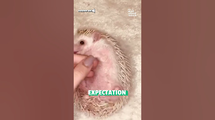 Feisty Hedgehog Munches on Pet Parent's Nose!