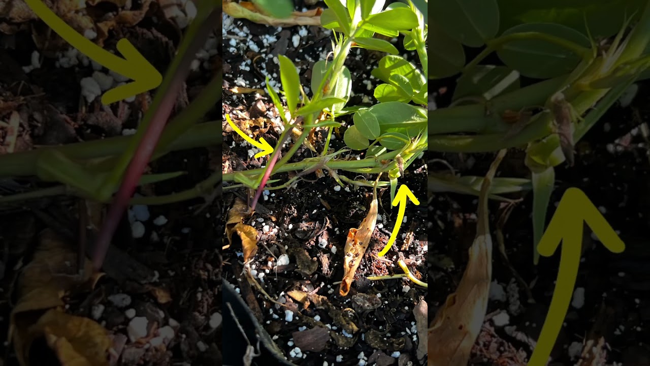 Growing Peanuts 🥜 