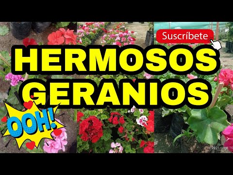 Video: Geranio (40 Fotos): ¿cómo Cuidar Adecuadamente Una Flor Perenne Y Anual De Jardín? Características De La Siembra En Campo Abierto. ¿Qué Aspecto Tiene El Geranio?