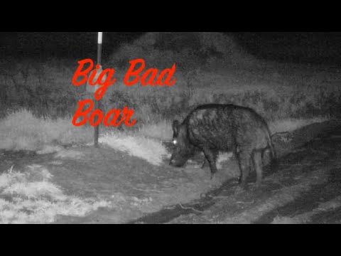 Big Bad Boar - YouTube