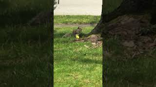 The Squirrel That Stole Easter