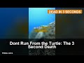 Don't Run From the Turtle: The 3 Second Death