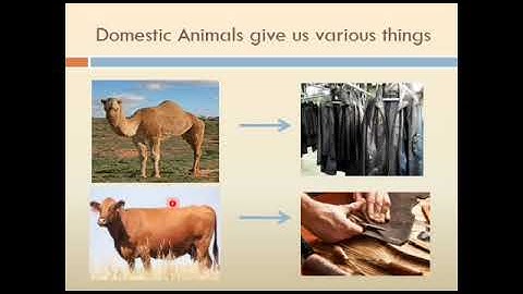 Metropolitan School Week 2 Class 3 Science Lesson