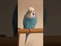 足を片付けるインコ　#shorts #birds #セキセイインコ
