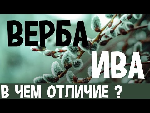 Чем отличается верба от ивы?