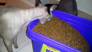 Sphynx cat gluttony mode ON by Gaby 1,565 views 10 years ago 20 seconds