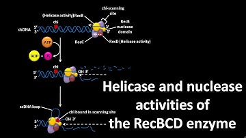 RecBCD enzyme having nuclease and helicase activities .