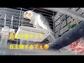 2026.3.04 お留守番中の自主練が可愛すぎた♪