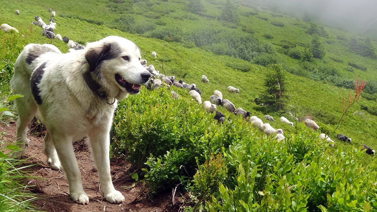 Казахстан собаки Казахстан собаки
