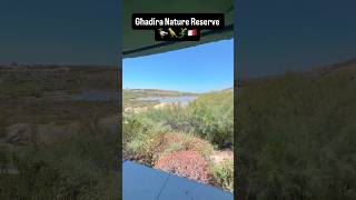 Għadira Nature Reserve 🇲🇹🦎🦜🦆 #malta #europe #wildlife #birds #nature