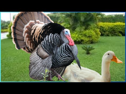 Βίντεο: Μπορεί ένας φασιανός να ζευγαρώσει με ένα κοτόπουλο;