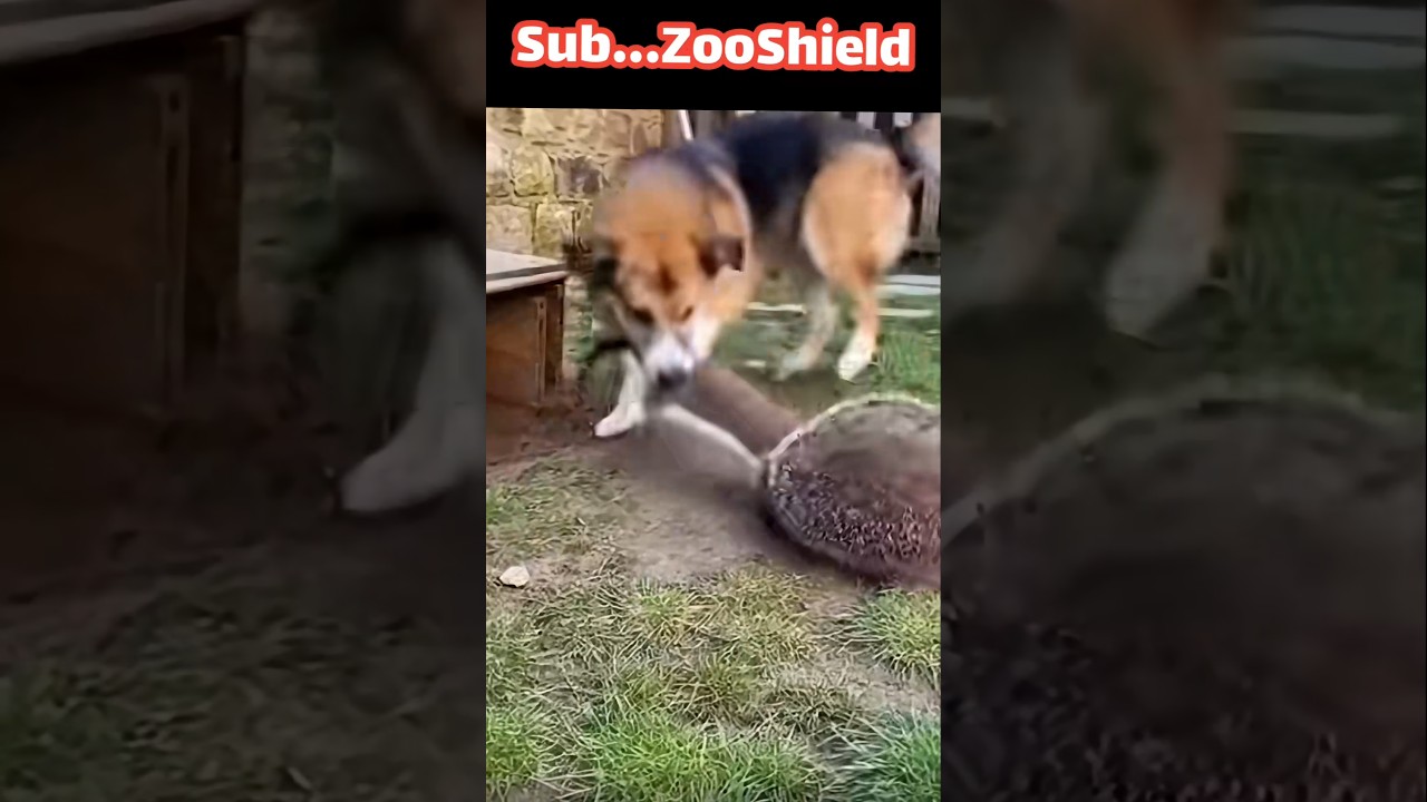 족제비의 습격! 토끼들을 구한 고슴도치와 개A Weasel Attacks the Rabbits, but a Hedgehog and a Dog Save Them