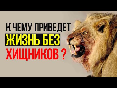 Смысл создания хищных животных.