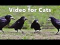 Videos for Cats to Watch Birds : Rooks, Jackdaws and Crows Extravaganza