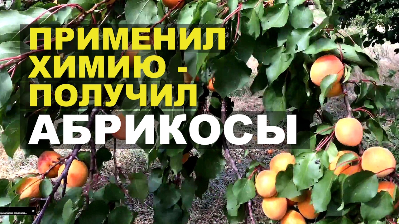 Результаты химической обработки абрикосовых деревьев (мой личный опыт борьбы с монилиозом)