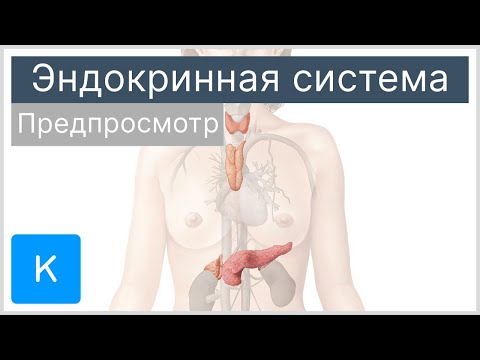 Эндокринная система (предпросмотр) - Анатомия человека | Kenhub