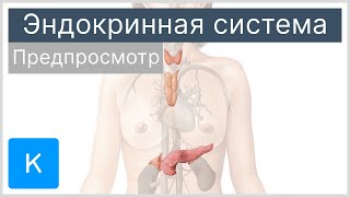 Эндокринная система (предпросмотр) - Анатомия человека | Kenhub