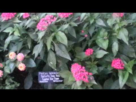 Pentas lanceolata 'Butterfly Deep Rose'. / Egyptian Star Flower