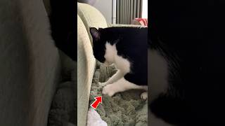 Ternyata Kucing Itu Tukang Pijat😾#shortvideo #shorts #kucing