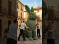 Gardun Rabbit 🐇 green plant 🪴 #garden #shorts #ytshorts 