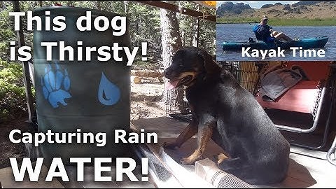 Collecting Rain Water for my Dog while Camping - Our Journey :: Episode #63