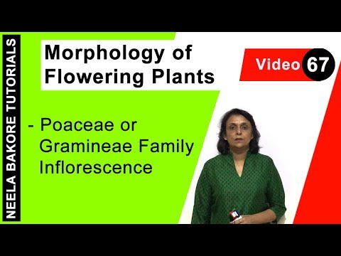 Morphology of Flowering Plants - Poaceae or Gramineae Family Inflorescence