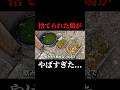 捨てられた鶏小屋の現状がやばすぎた...#ニワトリ #鶏 #飼育放棄 #保護