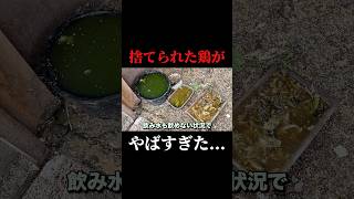 捨てられた鶏小屋の現状がやばすぎた...#ニワトリ #鶏 #飼育放棄 #保護