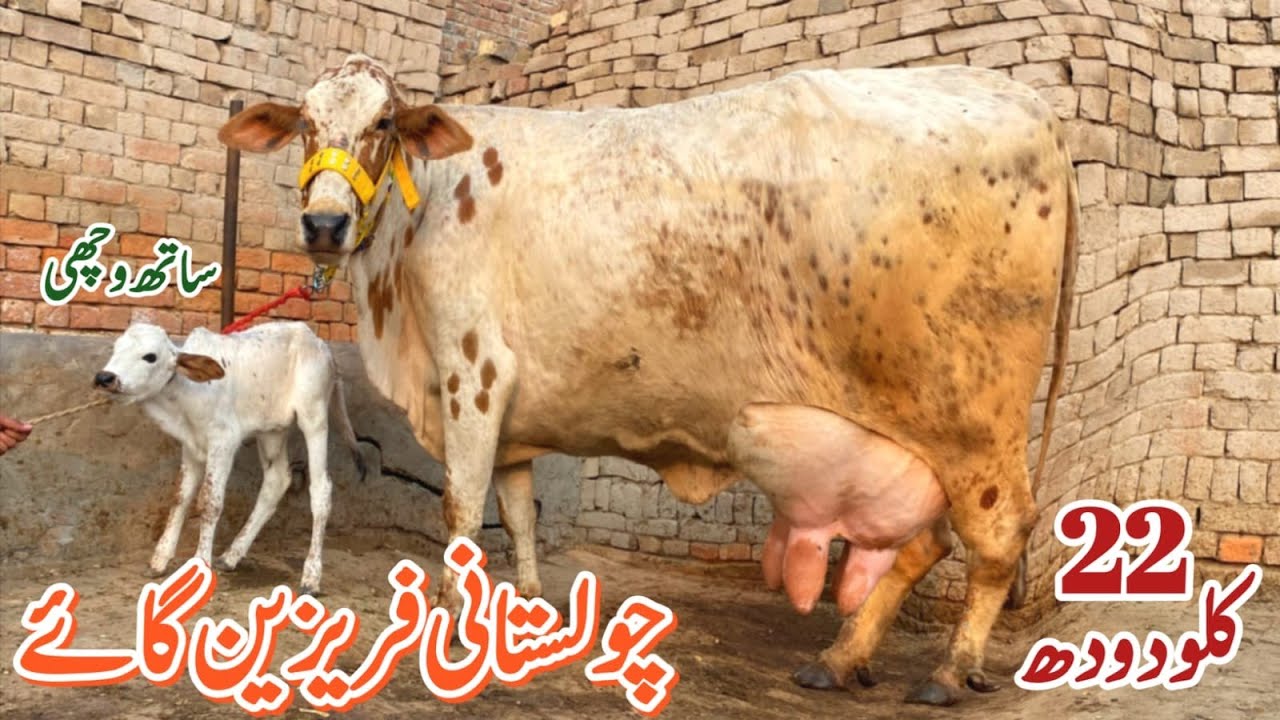 Cholastani freezan cross cow 🐄 for sale in Pakistan (03057194995) on YouTube 12-2-2026