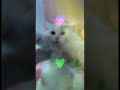 в Белом танце #cat #cute #kitten #kitty #edit #gameshorts #youtubeshorts