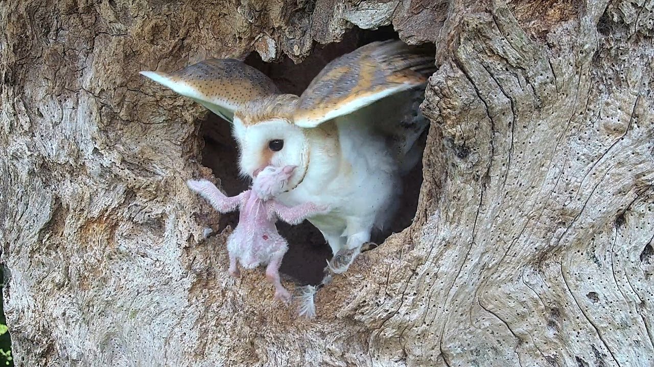Barn Owl Chick Eats its Sibling | Stories from a Barn Owl Camera - YouTube